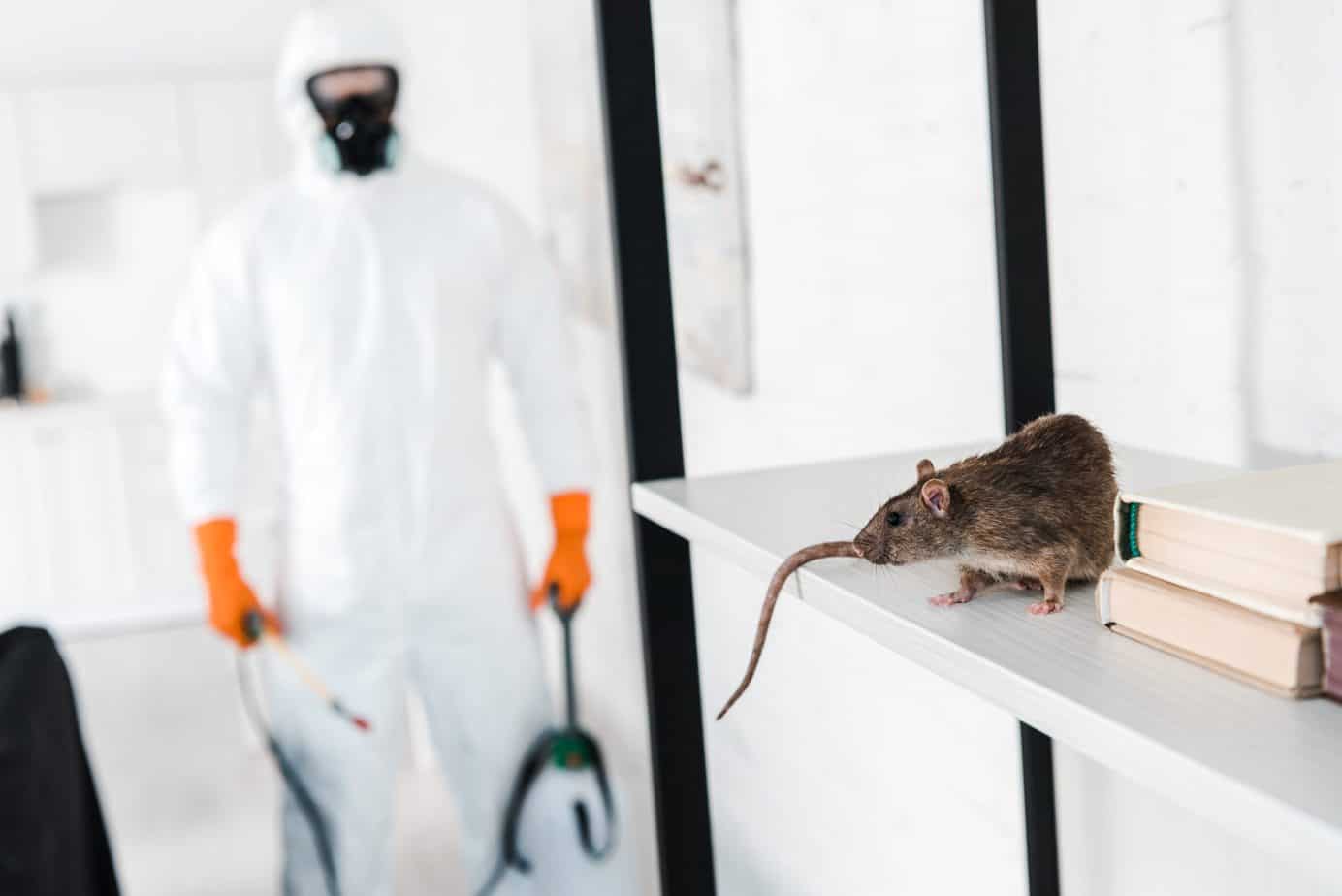 Importance of Hiring a Rodent Control Service for your Office